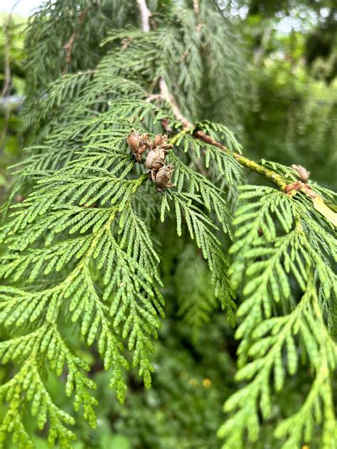 CEDAR .